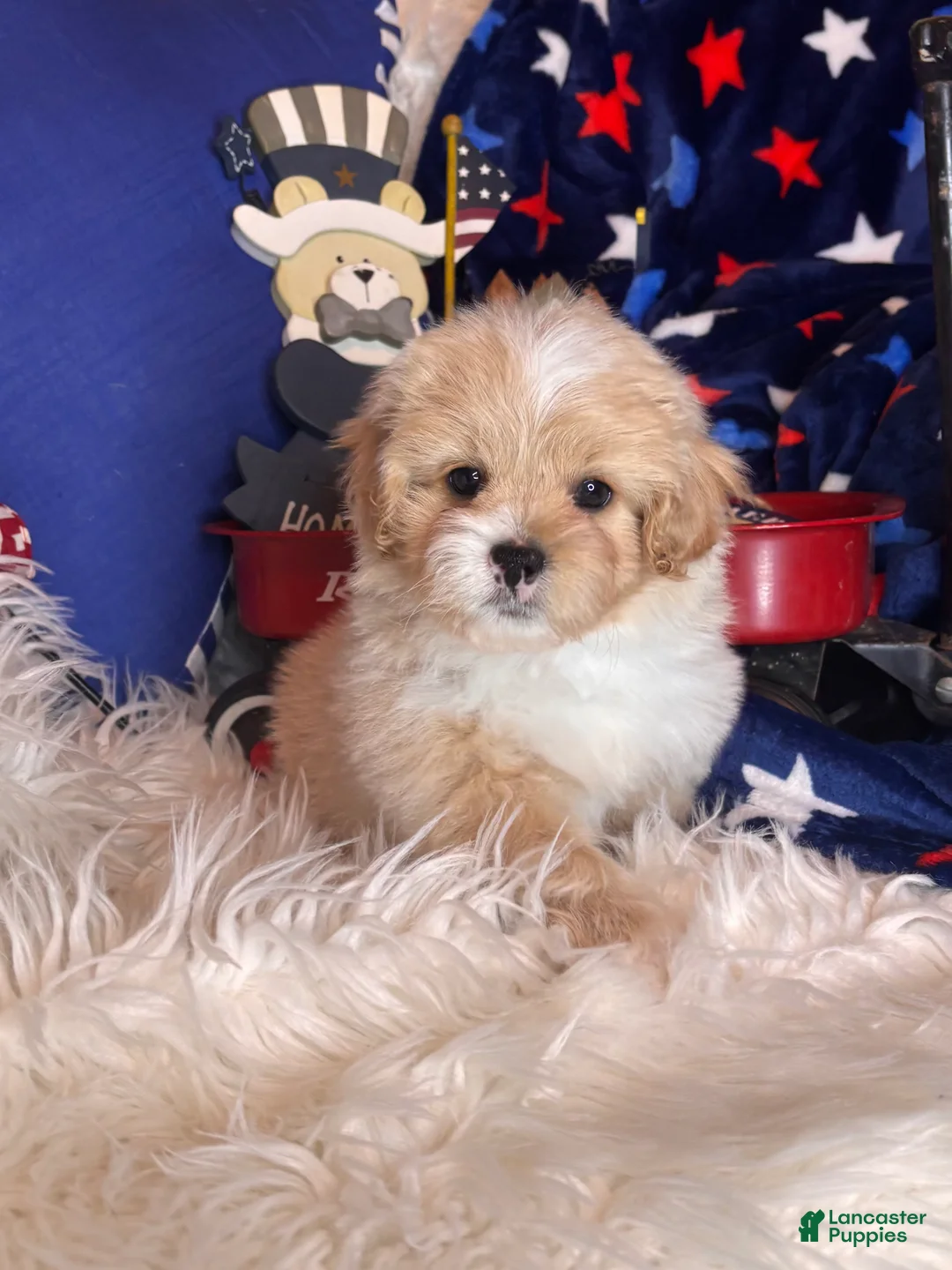 Pekapoo dogs for sale: Winston - Ad 1