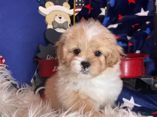 Pekapoo dogs for sale: Winston - Ad 3
