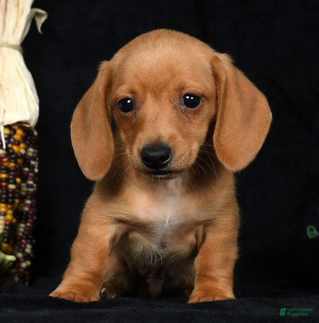 Miniature Dachshund dogs for sale: Toby Short Hair - Ad 2