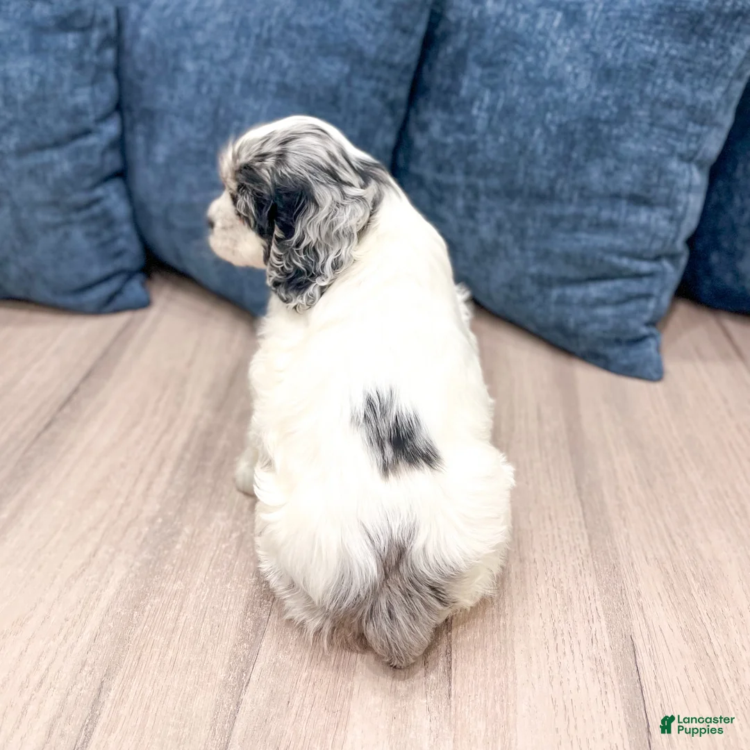 Cocker Spaniel dogs for sale: Cash - Ad 5