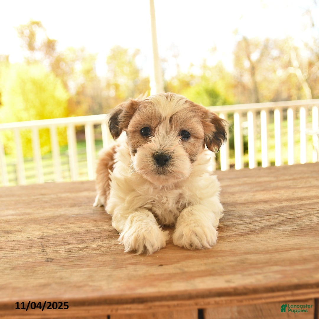 Teddy Bear dogs for sale: Brooks - Ad 9