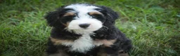 Mini Bernedoodle dogs for sale: Mooney Mini Bernedoodle  - Ad 4