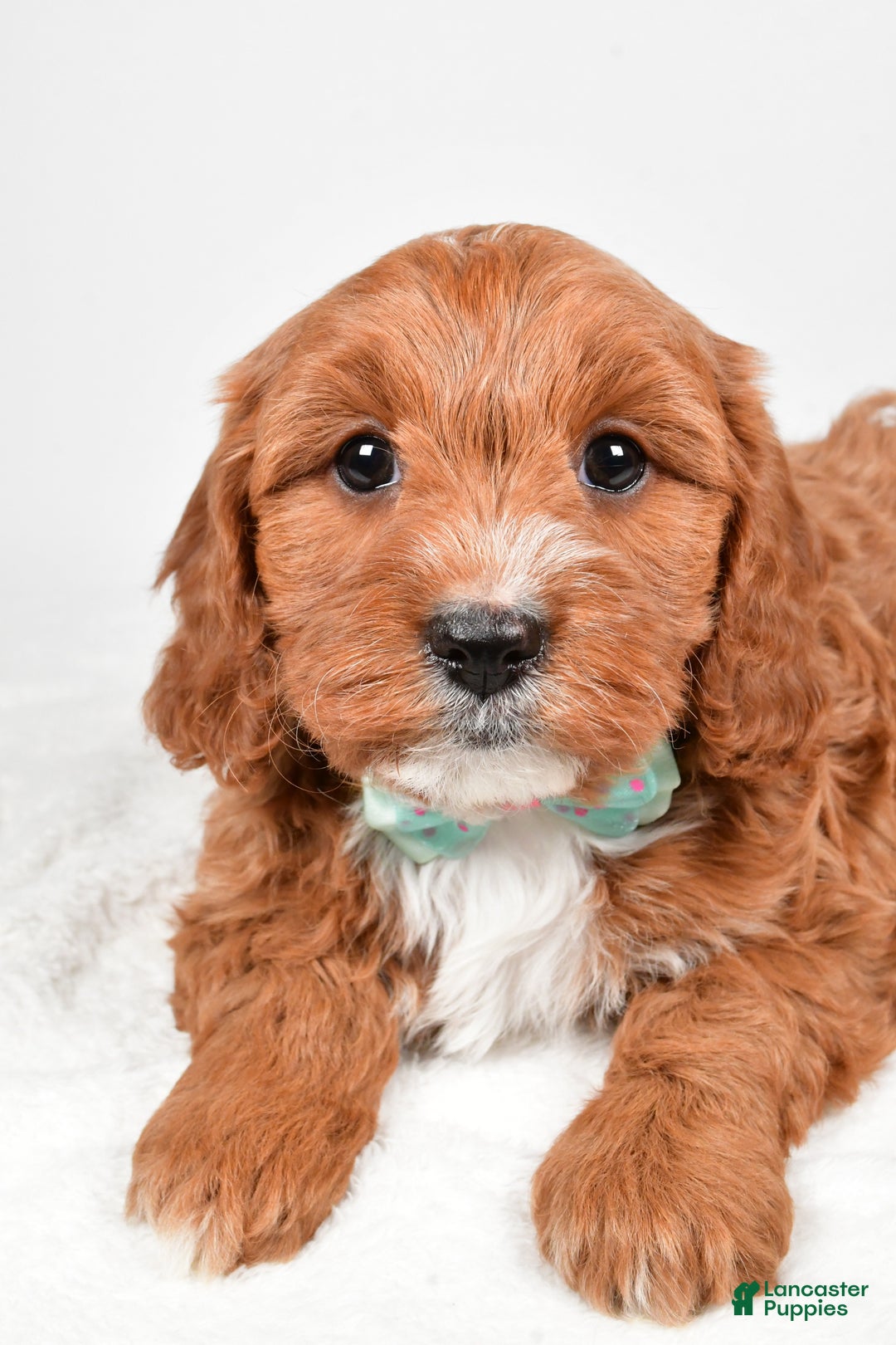 Cavapoo dogs for sale: Austin - Ad 5