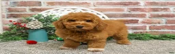 Mini Goldendoodle dogs for sale: Dora - Ad 23