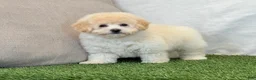 Bichpoo dogs for sale: Kira - Ad 9