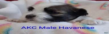 Red Sable&White Parti Male