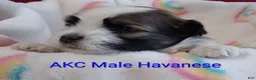 Havanese dogs for sale: Red Sable&White Parti Male - Ad 1