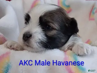 Havanese dogs for sale: Red Sable&White Parti Male - Ad 2