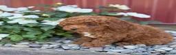 Toy Poodle dogs for sale: Pepper - Ad 3