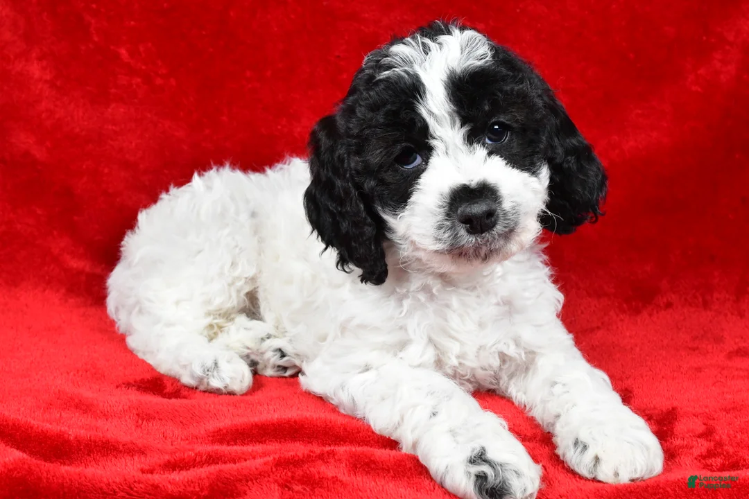 Cockapoo dogs for sale: Dolly - Ad 3