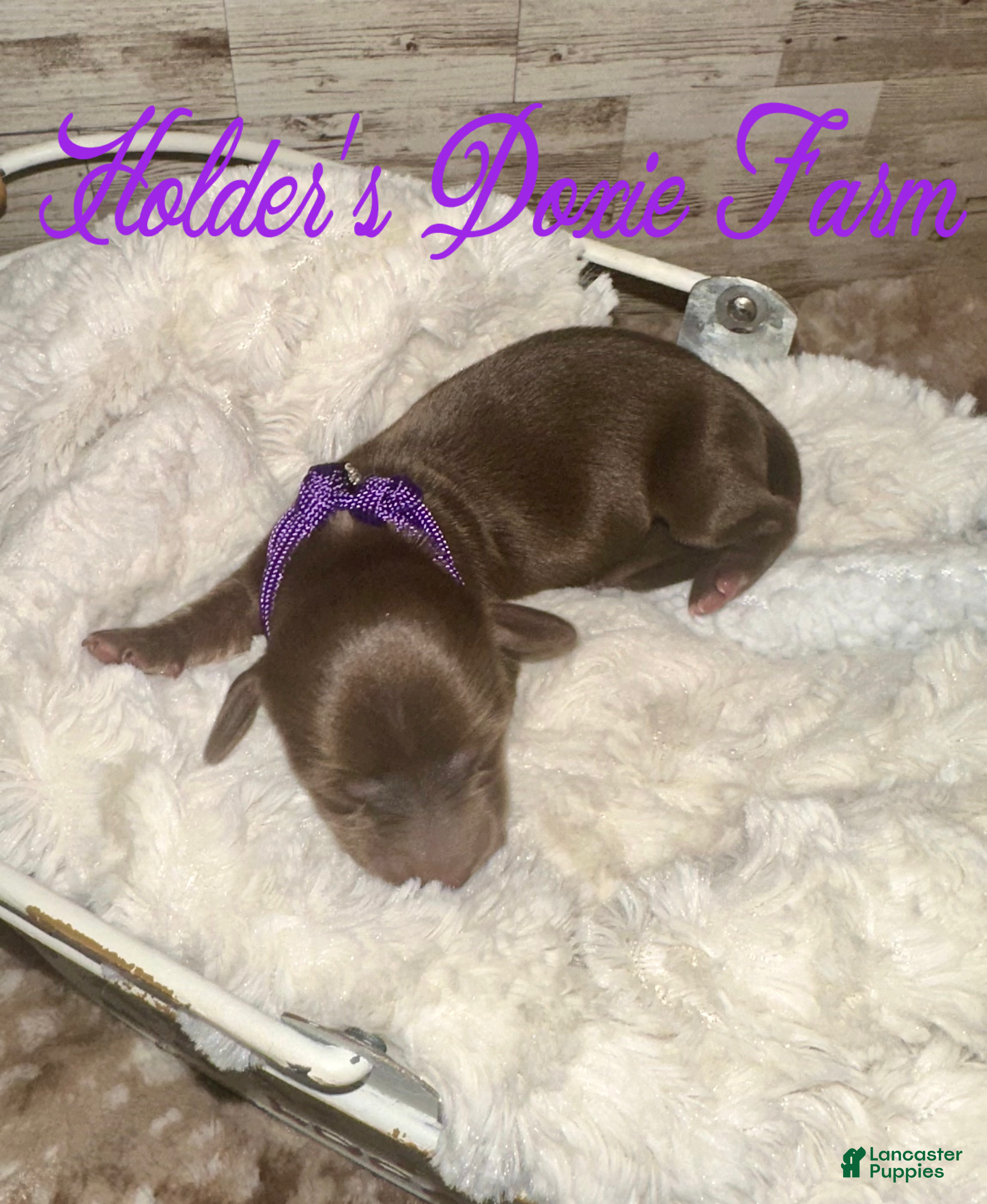 Miniature Dachshund dogs Haven - Ad 38
