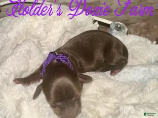 Miniature Dachshund dogs Haven - Ad 22