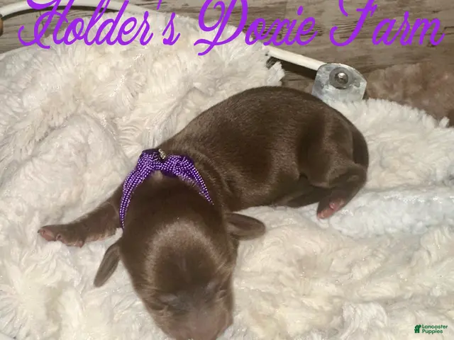 Miniature Dachshund dogs for sale: Haven - Ad 40