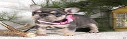 French Bulldog dogs for sale: Macy - Ad 4