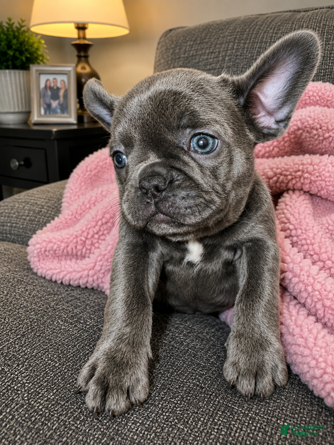 Frenchton dogs Daisy - Ad 5