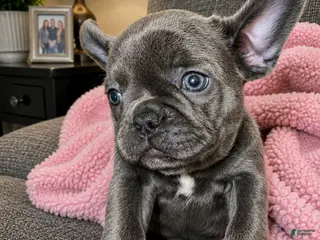 Frenchton dogs Daisy - Ad 5