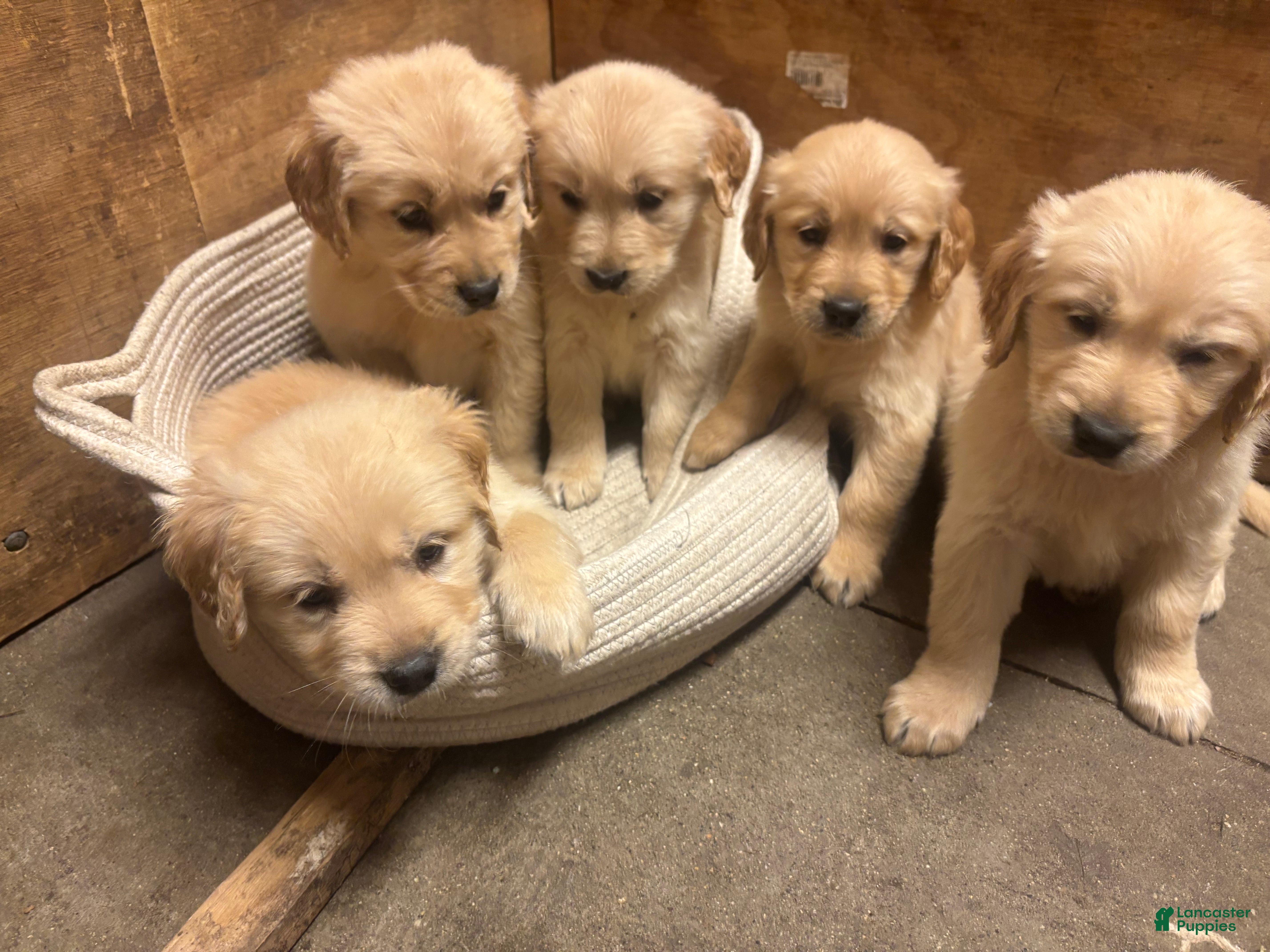 Golden Retriever dogs for sale: Golden Retriever 8 - Ad 2