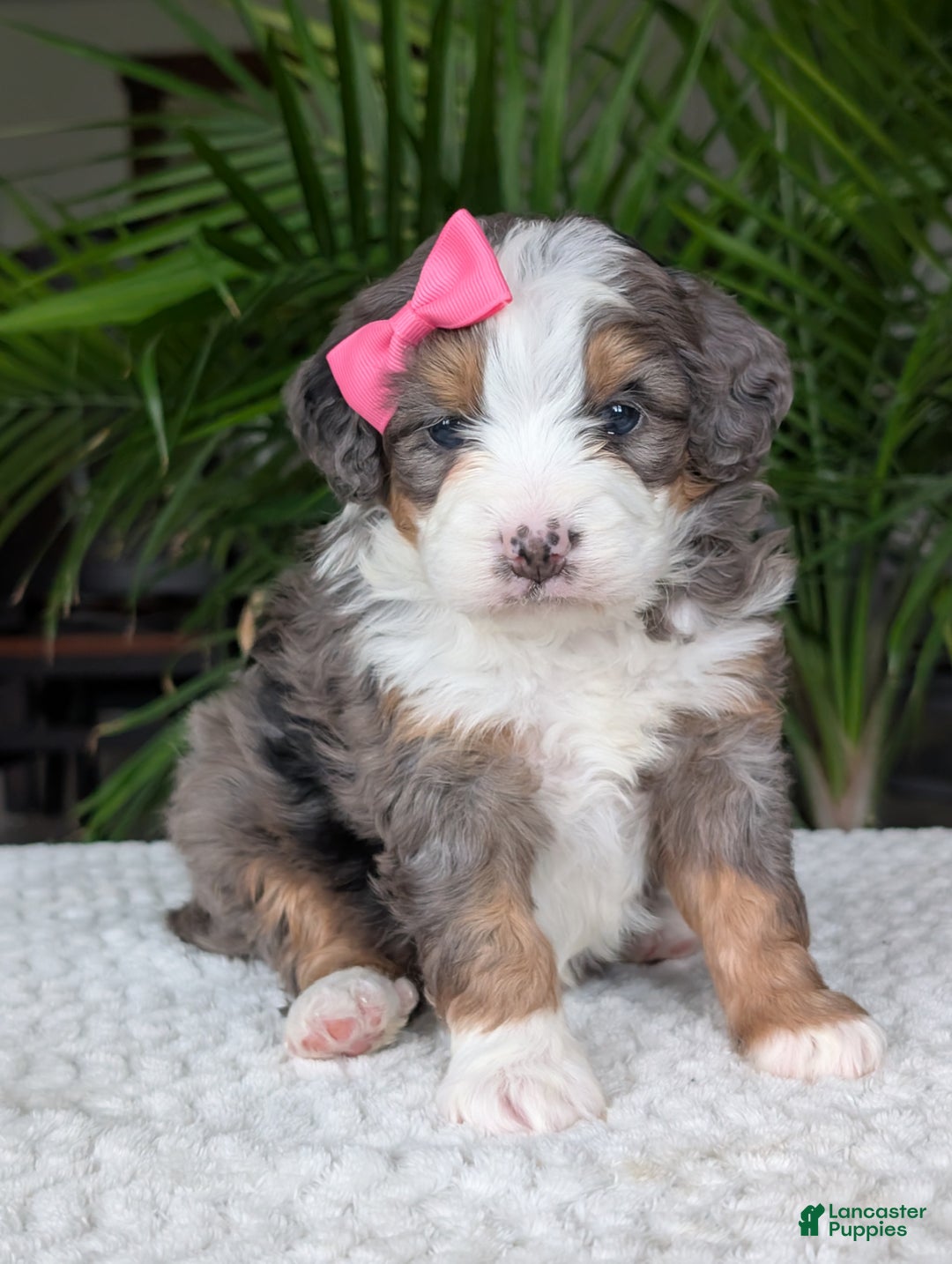 Mini Bernedoodle dogs for sale: Mini Emmie  - Ad 13