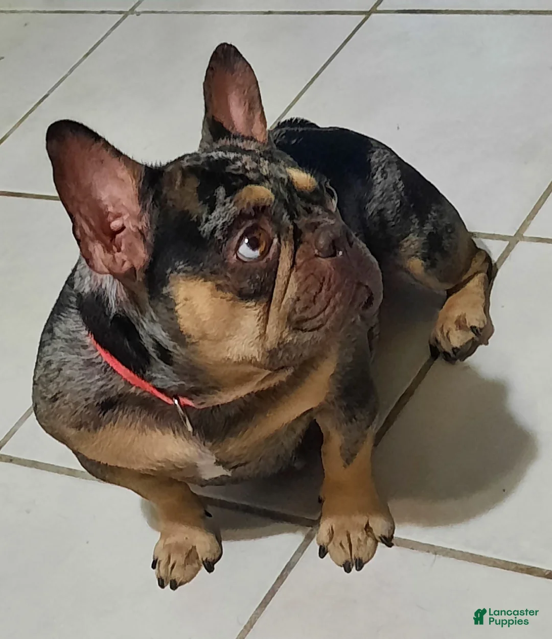 French Bulldog dogs for sale: French Bulldog 1 - Ad 2