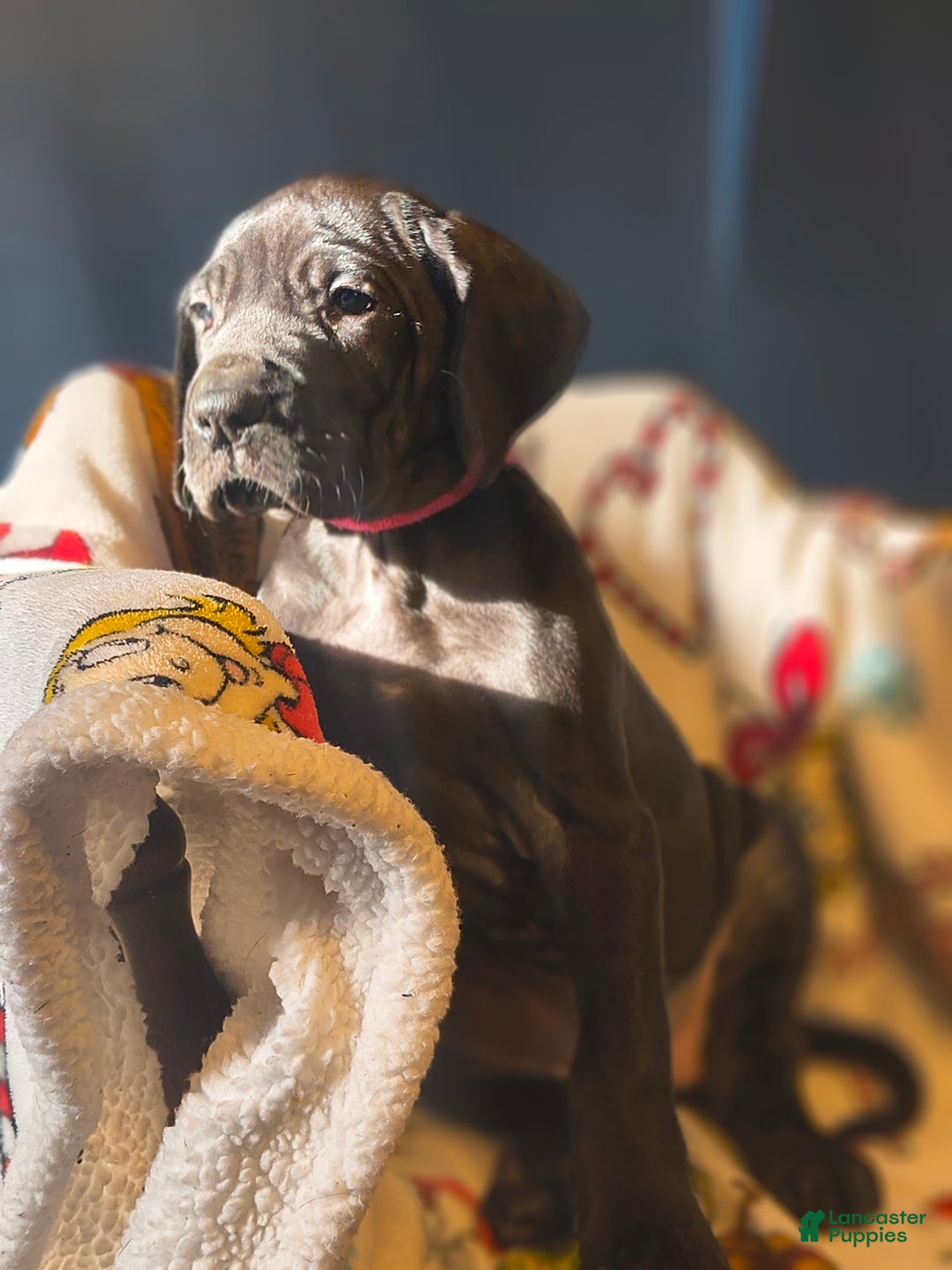 Great Dane dogs for sale: Joy - Ad 9