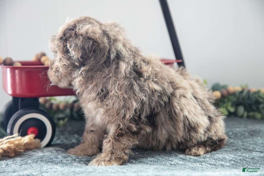 Mixed Breed dogs for sale: Brownie - Ad 3