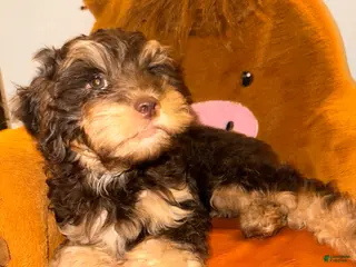 Cockapoo dogs Max - Ad 19