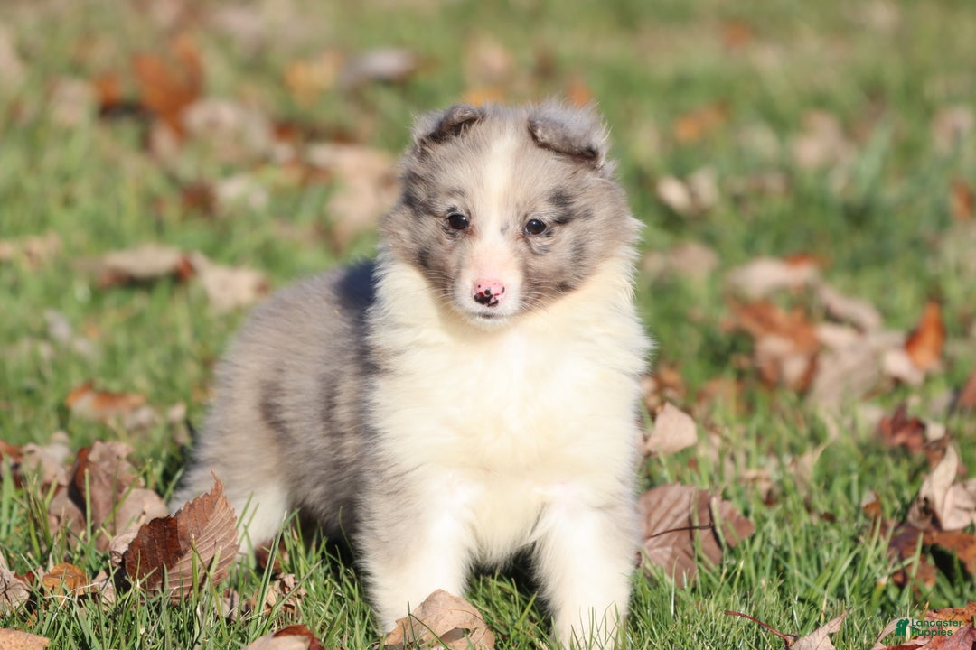 Shetland Sheepdog dogs for sale: Pearl - Ad 1