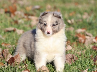 Shetland Sheepdog dogs Pearl - Ad 42