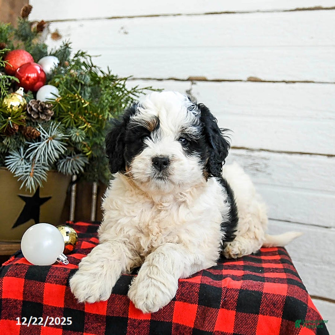 Mini Bernedoodle dogs for sale: Cream Puff - Ad 3