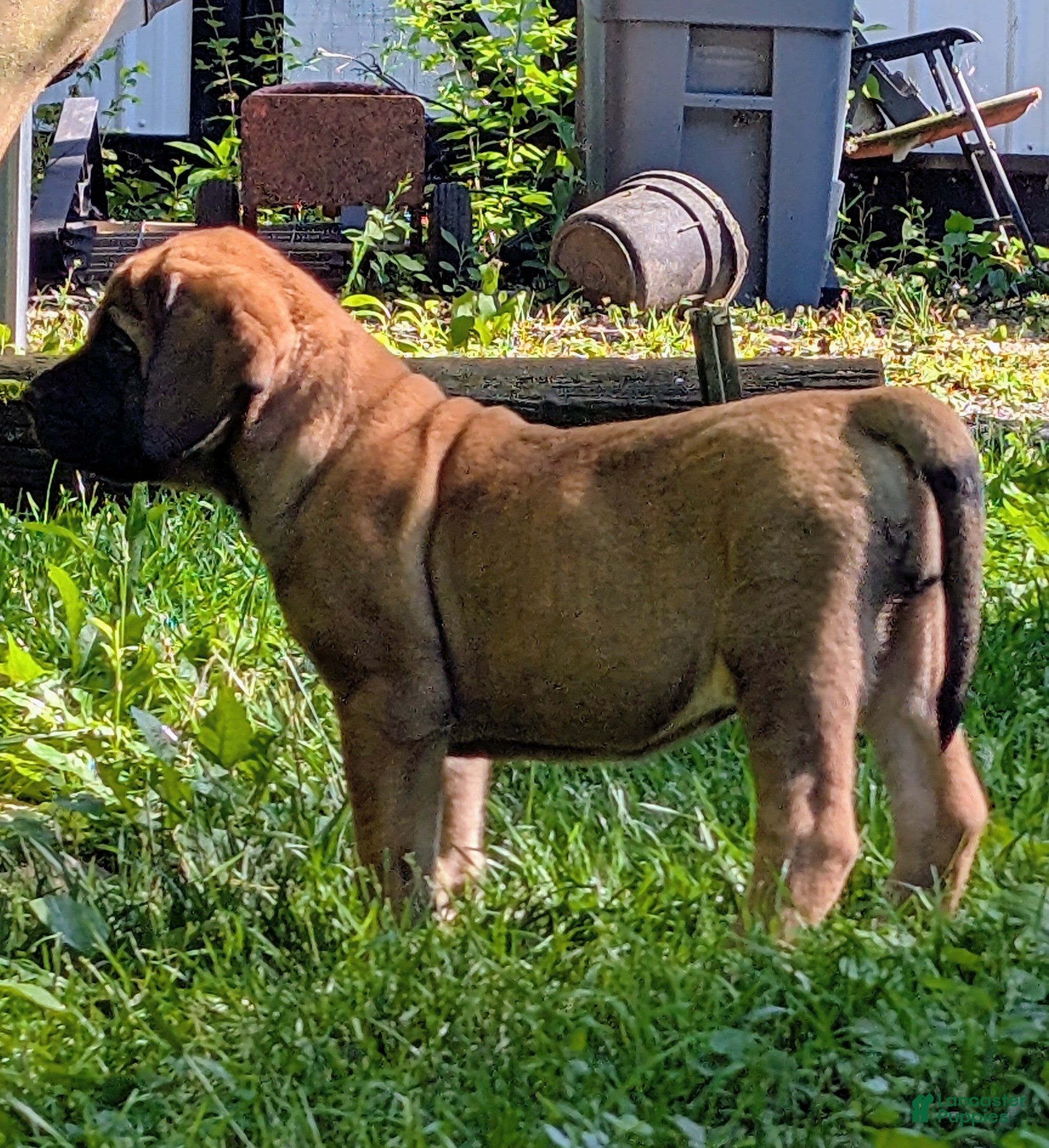 English Mastiff dogs English Mastiff Puppy 2 - Ad 2