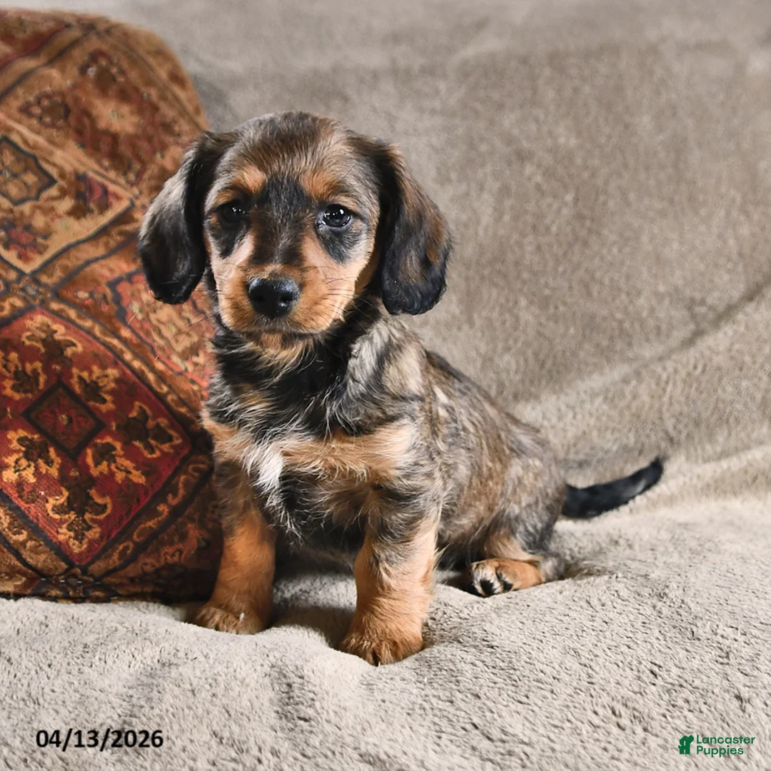 Miniature Dachshund dogs for sale: Dixie - Ad 1