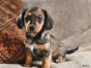 Miniature Dachshund dogs for sale: Dixie - Ad 3