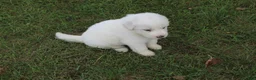 Great Pyrenees dogs for sale: Sage - Ad 3