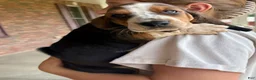 Basset Hound dogs for sale: Hank - Ad 5