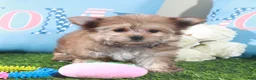 Mixed Breed dogs for sale: Duchess-Regal Little Teacup Female Havayork Puppy - Ad 6
