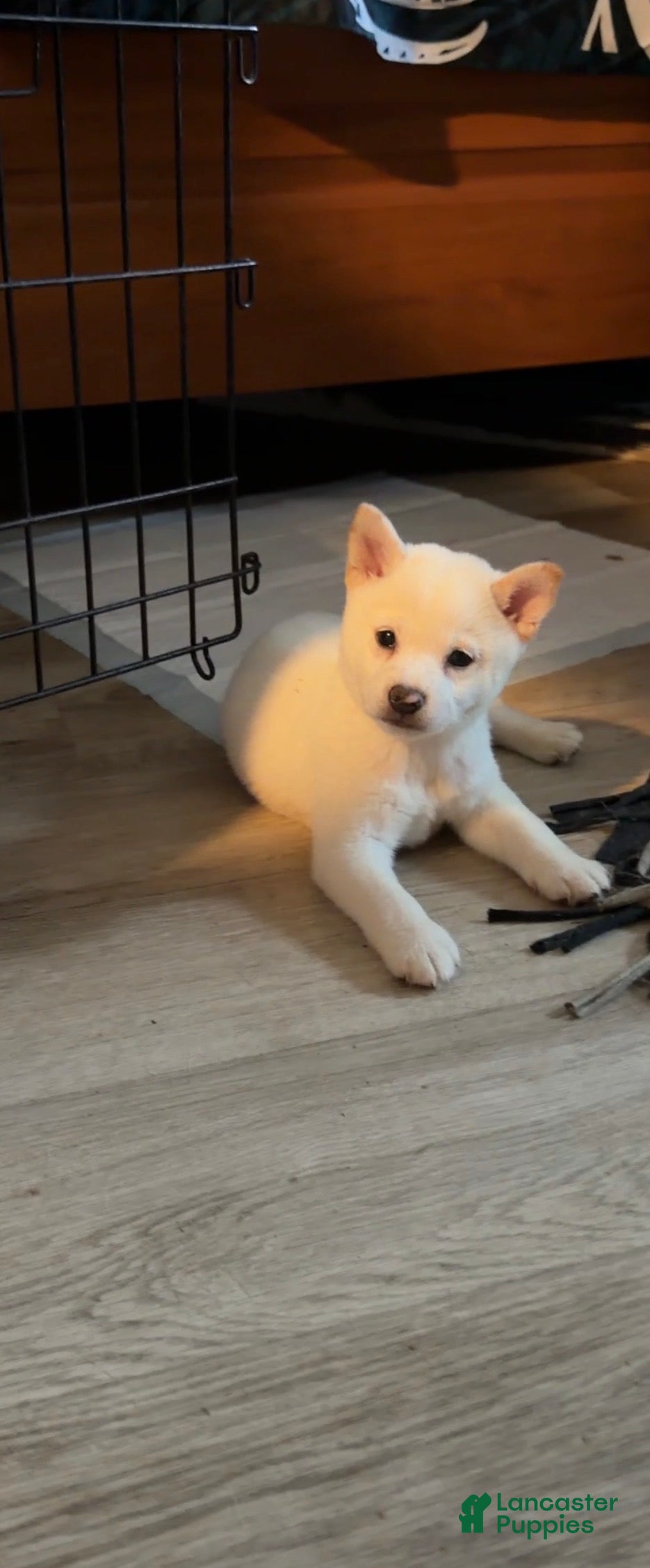 Shiba Inu dogs for sale: Tommy - Ad 2