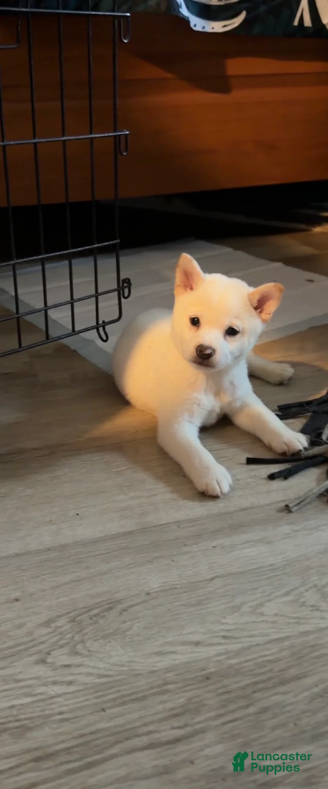Shiba Inu dogs for sale: Tommy - Ad 2