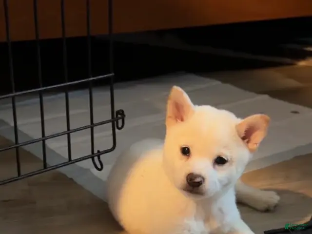Shiba Inu dogs for sale: Tommy - Ad 2