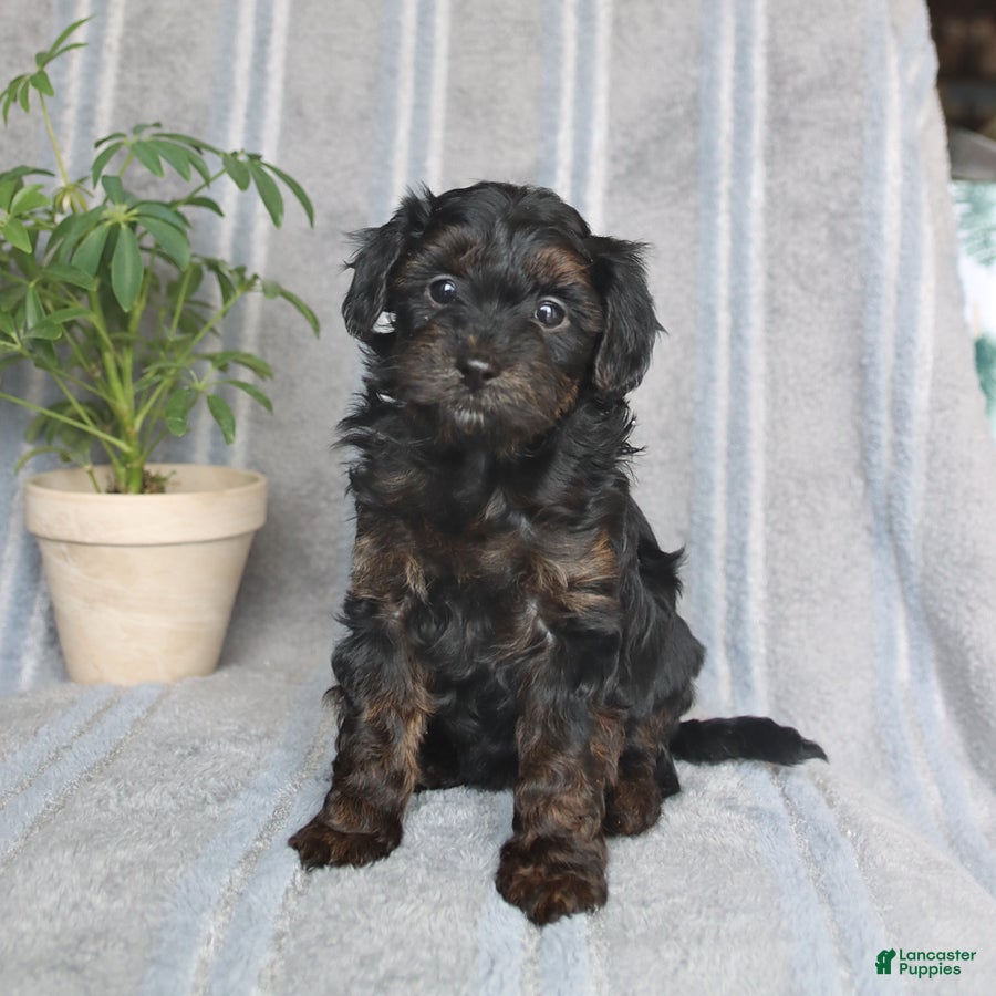 Mixed Breed dogs Jewel - Ad 1