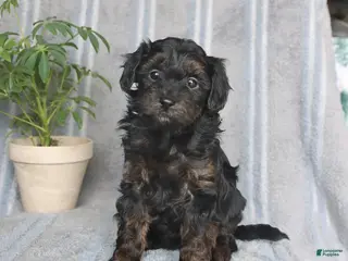 Mixed Breed dogs for sale: Jewel - Ad 1