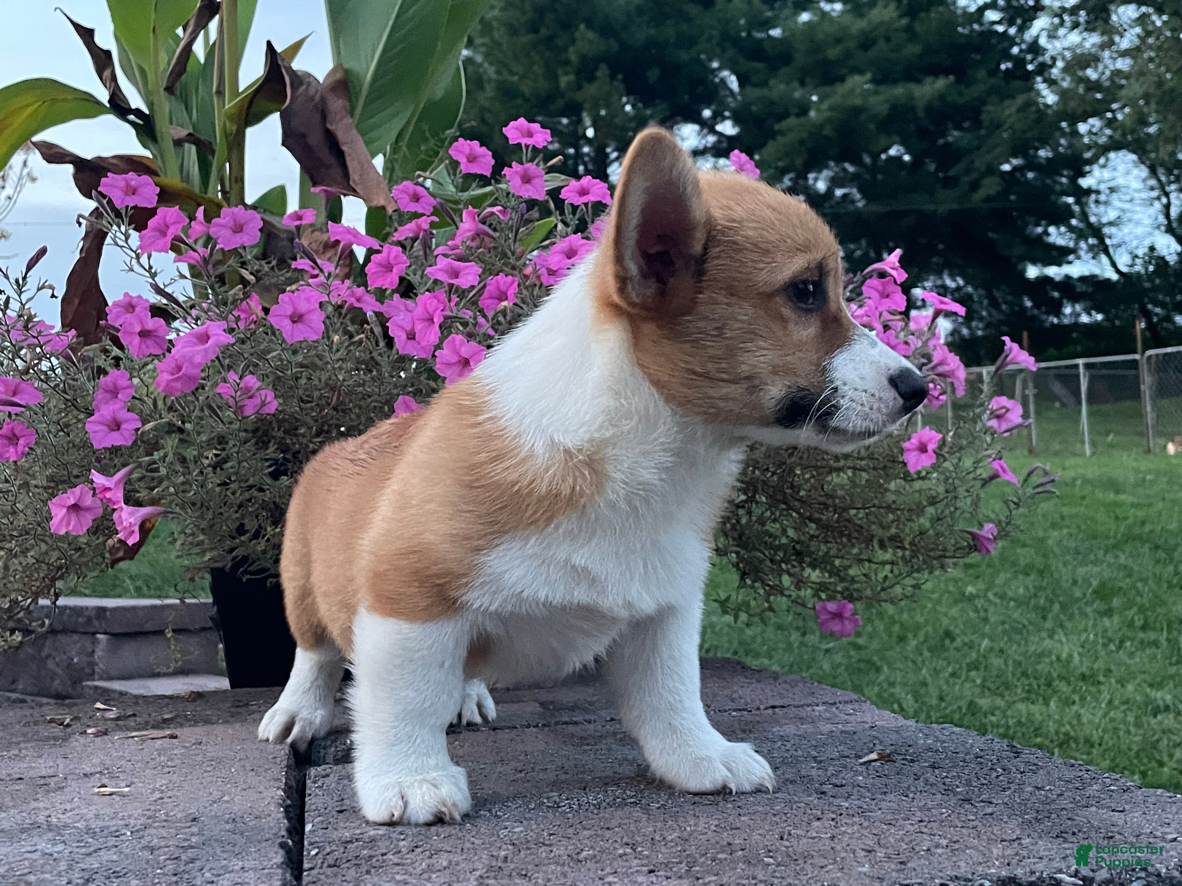 Welsh Corgi Pembroke dogs Welsh Corgi Pembroke 5 - Ad 2