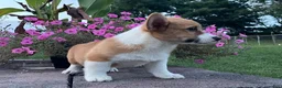 Welsh Corgi Pembroke dogs for sale: Welsh Corgi Pembroke 5 - Ad 2