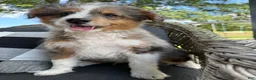 Mini Aussiedoodle dogs for sale: Clark new pictures - Ad 15