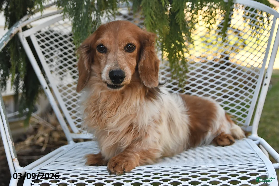 Miniature Dachshund dogs for sale: Parker - Ad 6