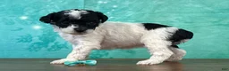 Miniature Poodle dogs for sale: Tiana - Ad 1