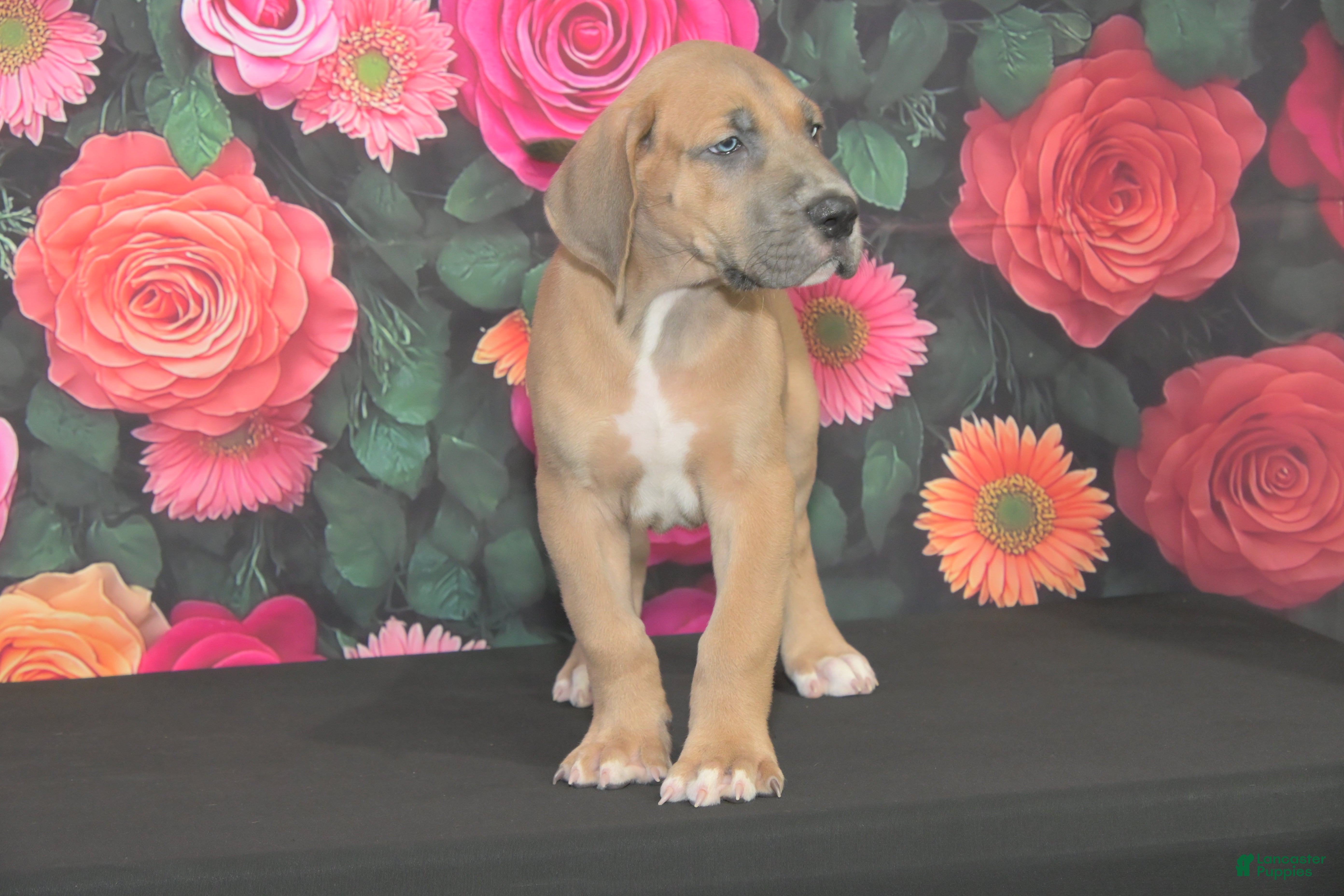 Great Dane dogs Great Dane 1 - Ad 12