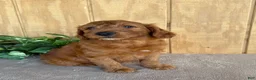 Goldendoodle dogs for sale: Goldie - Ad 10