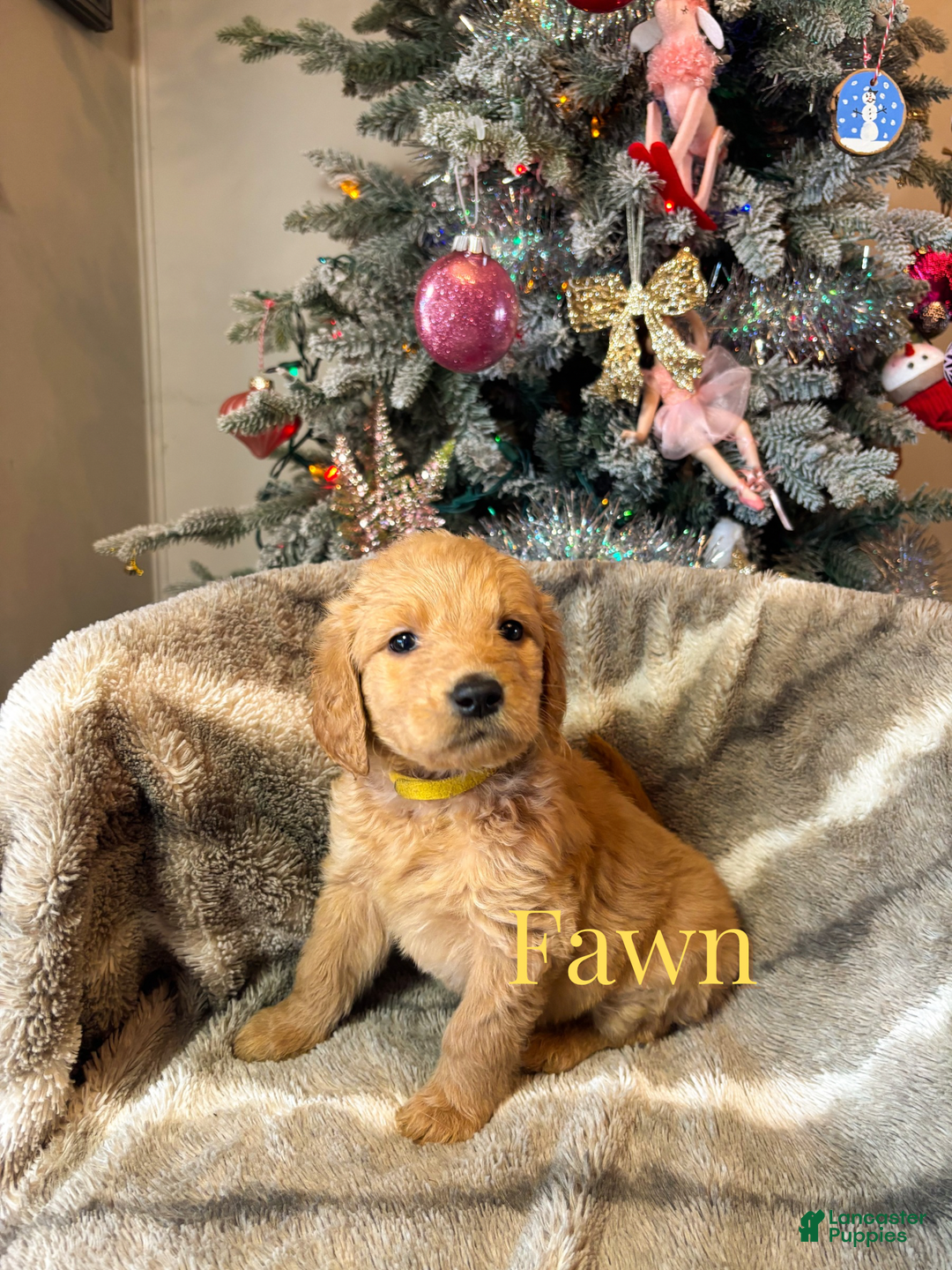 Goldendoodle dogs for sale: Fawn - Ad 2