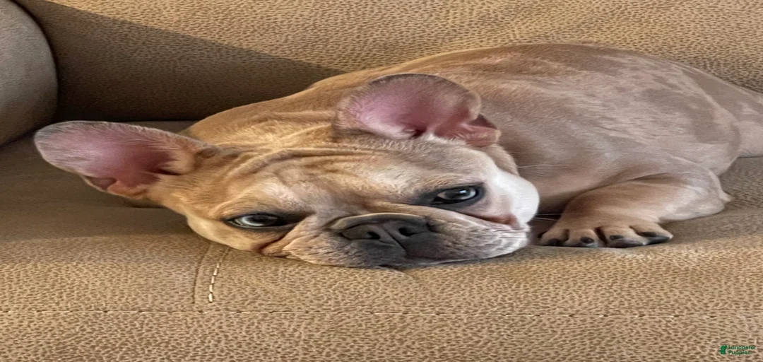 Gallery Image {{count}}