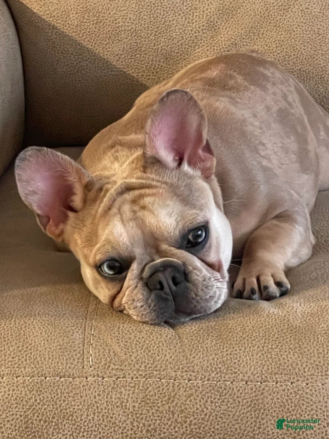 Gallery Image {{count}}